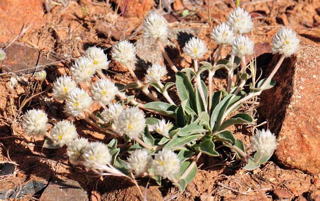 Gomphrena caespitosa, Tufted Globe Amaranth, Southwest Desert Flora